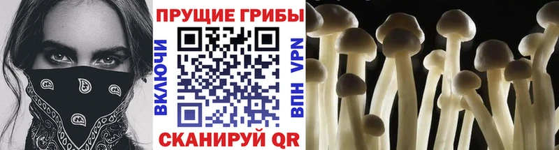 Псилоцибиновые грибы Psilocybine cubensis  Белогорск 